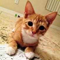 catnip-kitty-cute-cat